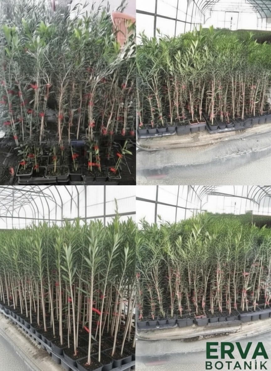  Erva Botanik İle Arbequina Zeytin Nasıl Yapılır ?